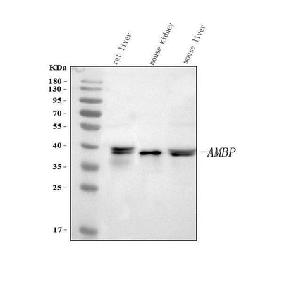 Anti-Alpha 1 microglobulin/Ambp Antibody Picoband® Boster Bio