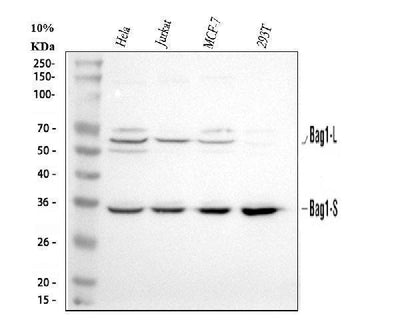 Anti-Bag1 Antibody Picoband® Boster Bio