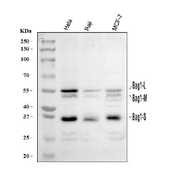 Anti-BAG1 Antibody Picoband® Boster Bio