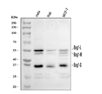 Anti-BAG1 Antibody Picoband® Boster Bio