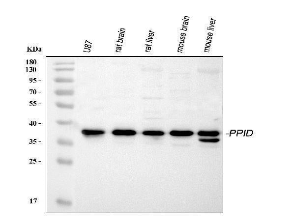 Anti-PPID Antibody Picoband® Boster Bio