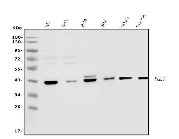 Anti-PCBP2/hnRNP E2 Antibody Picoband® Boster Bio