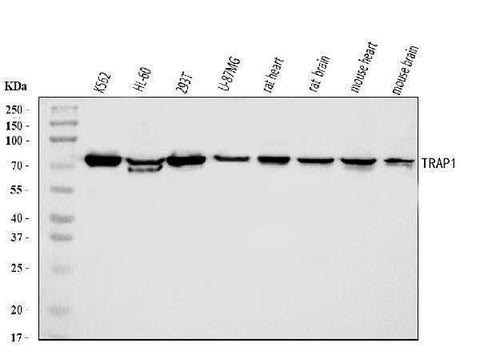 Anti-TRAP1 Antibody Picoband® Boster Bio