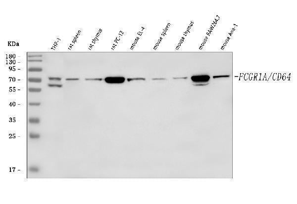 Anti-CD64/FCGR1A Antibody Picoband® Boster Bio