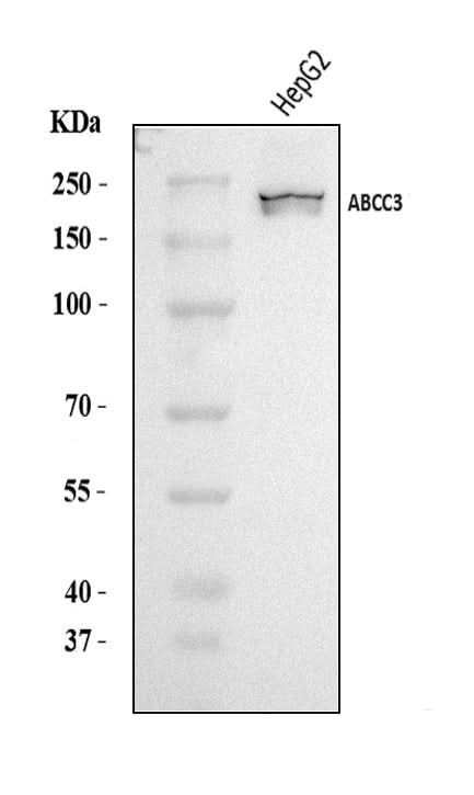 Anti-MRP3/ABCC3 Antibody Picoband® Boster Bio