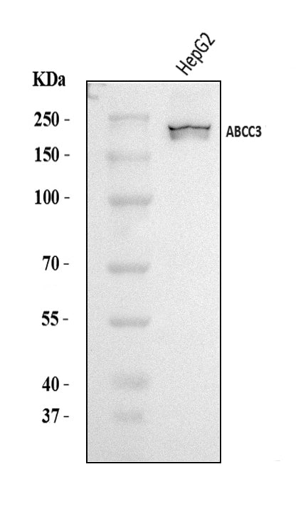 Anti-MRP3/ABCC3 Antibody Picoband® Boster Bio