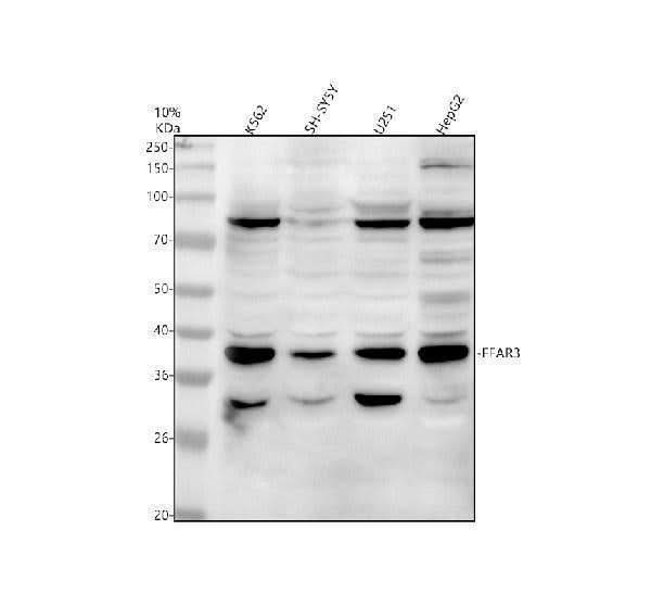 Anti-FFAR3 Antibody Picoband® Boster Bio