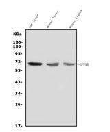 Anti-GPNMB/Gpnmb Picoband® Antibody Boster Bio