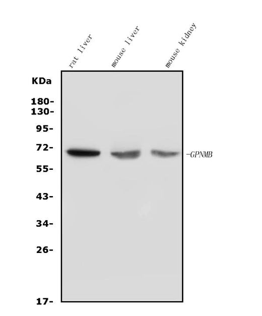 Anti-GPNMB/Gpnmb Picoband® Antibody Boster Bio