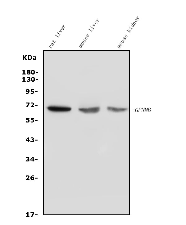 Anti-GPNMB/Gpnmb Picoband® Antibody Boster Bio