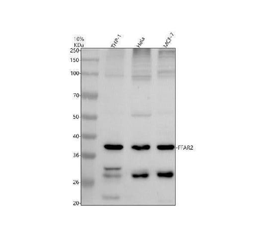 Anti-FFAR2 Antibody Picoband® Boster Bio