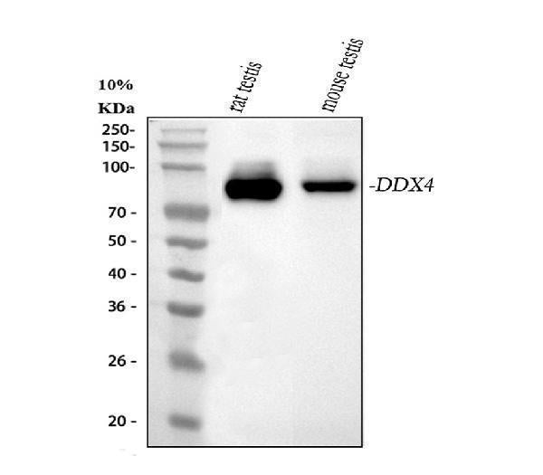 Anti-DDX4/MVH Antibody Picoband® Boster Bio