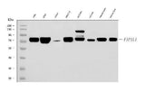 Anti-FIP1L1 Antibody Picoband® Boster Bio