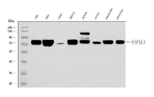 Anti-FIP1L1 Antibody Picoband® Boster Bio