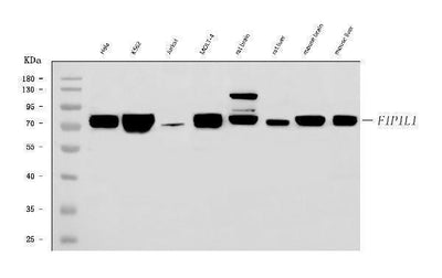 Anti-FIP1L1 Antibody Picoband® Boster Bio