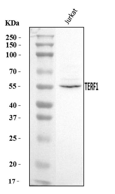 Anti-TRF1/TERF1 Antibody Picoband® Boster Bio