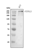Anti-PTPN13 Antibody Picoband® Boster Bio
