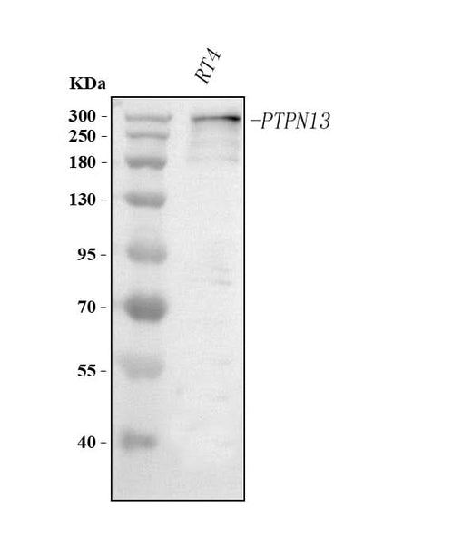 Anti-PTPN13 Antibody Picoband® Boster Bio