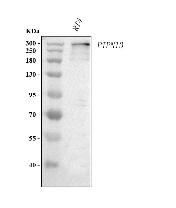 Anti-PTPN13 Antibody Picoband® Boster Bio