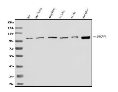 Anti-Epac1/RAPGEF3 Antibody Picoband® Boster Bio
