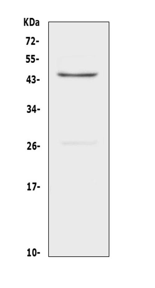 Anti-CD134/OX40/Tnfrsf4 Antibody Picoband® Boster Bio