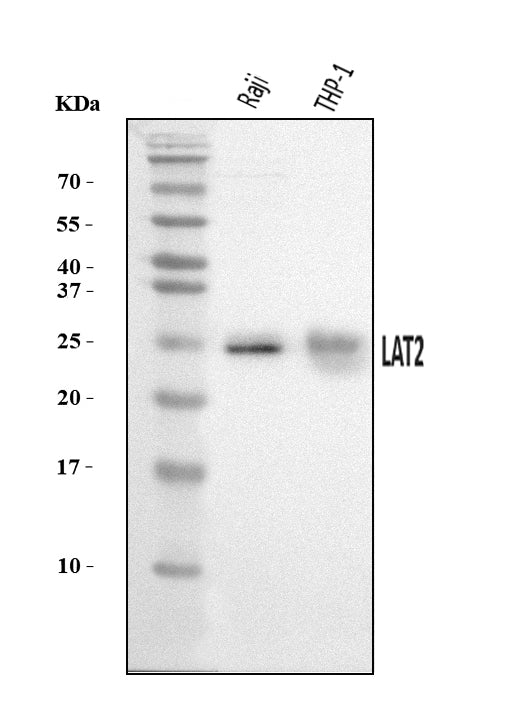 Anti-NTAL/LAT2 Antibody Picoband® Boster Bio