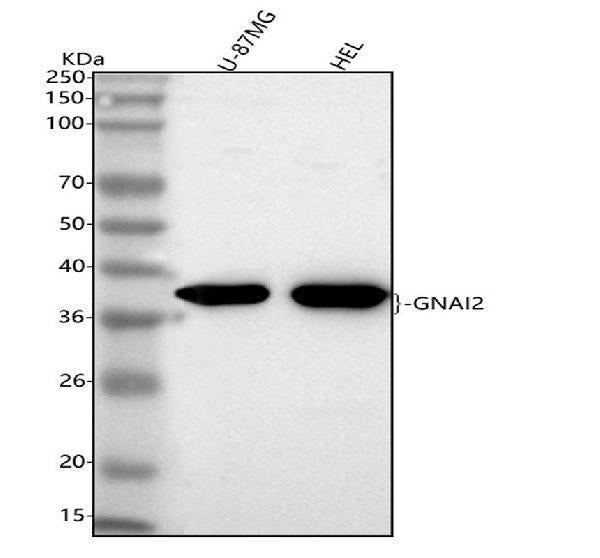 Anti-GNAI2 Antibody Picoband® Boster Bio