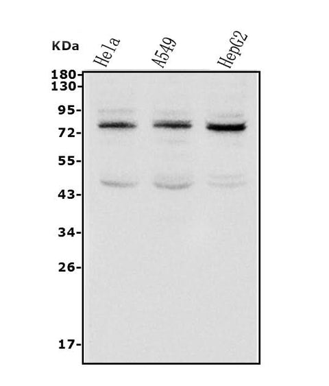Anti-TAB2 Antibody Picoband® Boster Bio