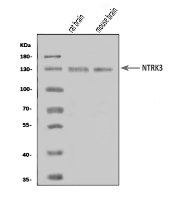 Anti-TrkC/NTRK3 Antibody Picoband® Boster Bio