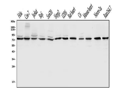 Anti-DLL1 Antibody Picoband® Boster Bio