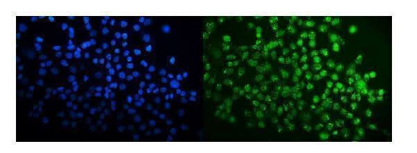 Anti-SPAK/STK39 Antibody Picoband® Boster Bio