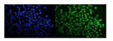 Anti-SPAK/STK39 Antibody Picoband® Boster Bio