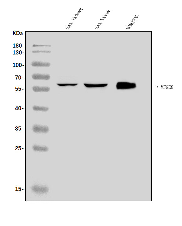 Anti-Milk Fat Globule 1/Mfge8 Antibody Picoband® Boster Bio