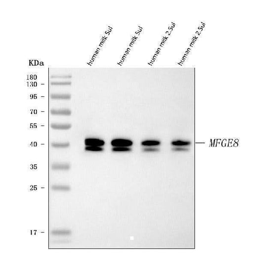 Anti-Milk Fat Globule 1/MFGE8 Antibody Picoband® Boster Bio