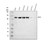 Anti-ECE1 Antibody Picoband® Boster Bio