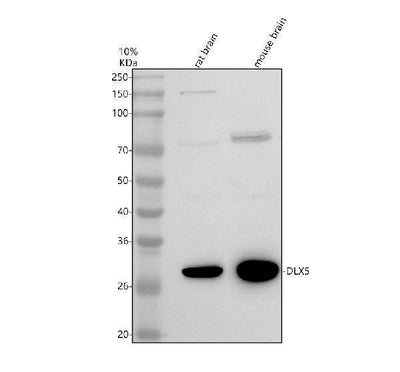 Anti-FBXW2 Antibody Picoband® Boster Bio