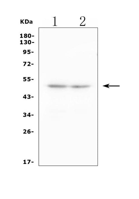 Anti-2B4/Cd244 Antibody Picoband® Boster Bio