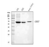 Anti-GRB7 Antibody Picoband® Boster Bio