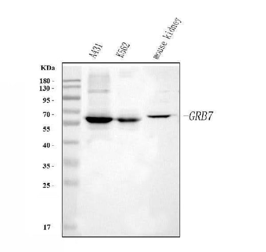 Anti-GRB7 Antibody Picoband® Boster Bio