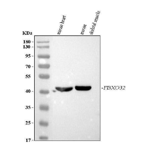 Anti-FBXO32 Antibody Picoband® Boster Bio