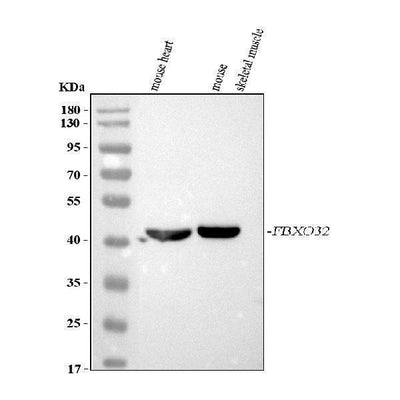 Anti-FBXO32 Antibody Picoband® Boster Bio