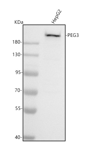 Anti-PEG3 Antibody Picoband® Boster Bio