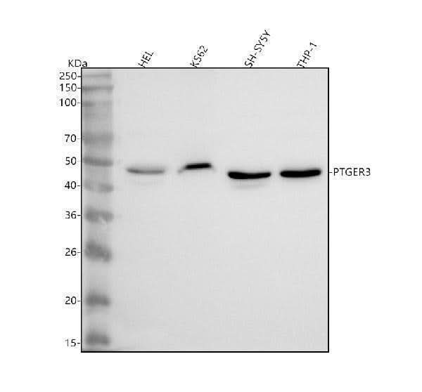 Anti-PTGER3 Antibody Picoband® Boster Bio