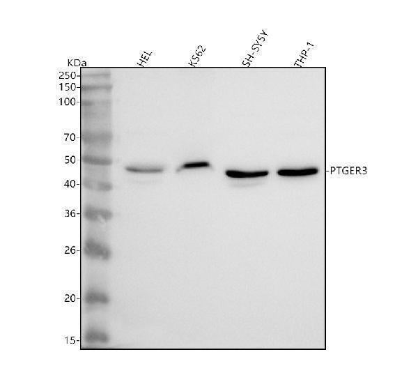 Anti-PTGER3 Antibody Picoband® Boster Bio