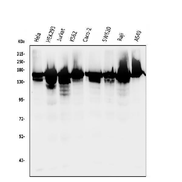 Anti-RNA Helicase A/DHX9 Antibody Picoband® Boster Bio