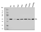 Anti-TPI1 Antibody Picoband® Boster Bio