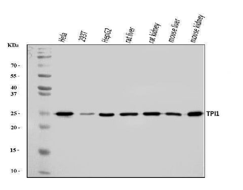 Anti-TPI1 Antibody Picoband® Boster Bio