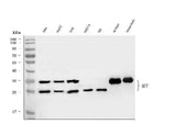 Anti-MFF Antibody Picoband® Boster Bio