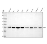 Anti-MBD3 Antibody Picoband® Boster Bio