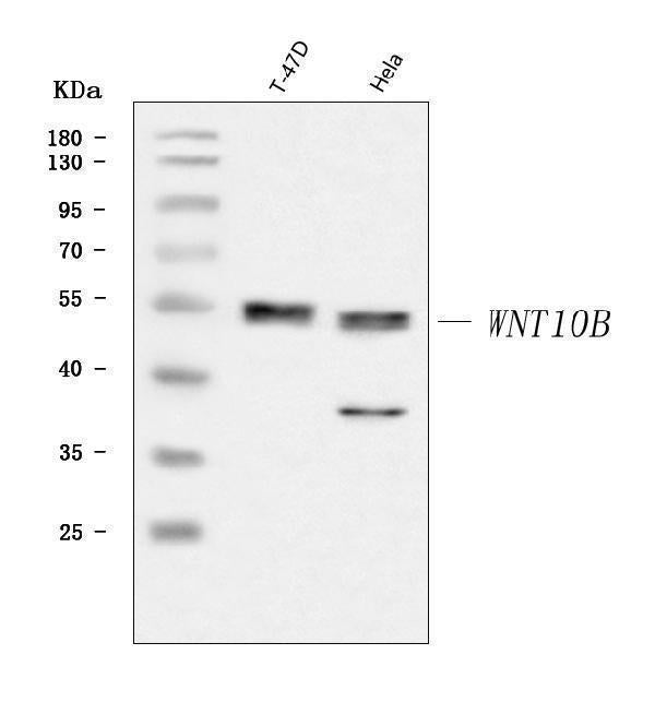 Anti-WNT10B Antibody Picoband® Boster Bio